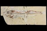 Bargain, Cretaceous Viper Fish (Prionolepis) - Lebanon #147181-1